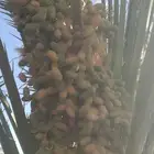 ثمار نخل للبيع