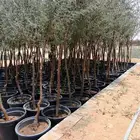 قرض افريقي وطلح السيال سماكة من 1 الى 2 بوصة البيع بالجملة