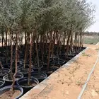 اشجار بأنواعها ( طلح نجدي -وقرض -وسدر- وبركنسونيا   نجران