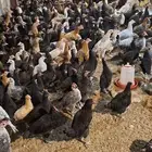 دجاج بلدي500 جوز