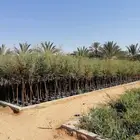 قرض افريقي احجام كبيرة وسدر وصباريات  نجران بالجملة