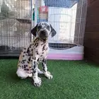 كلب دلميشن (دلماسي - Dalmatian)