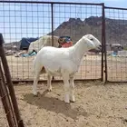 طليان حريات