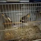 2 عصافير كروان غير أليفه لمحبين الإنتاج