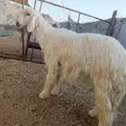 خروف نجدي عيسي جذع فاخر نظافه شرط وشحم
