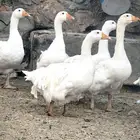 وز روسي مفتل
