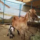 درمانيه صنف