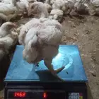 دجاج لاح للبيع العدد2000