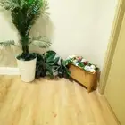 اشجار للبيع اعلى سعر.