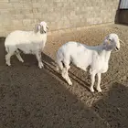 طليان فاخره