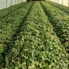 مطلوب بيوت محميه مكيفه