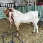 تيس فحل مصري صنف الصنف