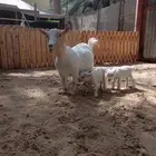 الماعز القزم الكبير