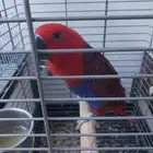 السلام عليكم ببغاء اكلكتوس للبيع