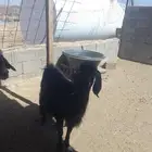 عنز حايل ونعجة حايل
