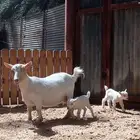 الماعز القزم