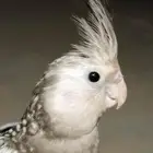كروان ضايع