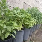 ريحان للبيع مشقر