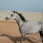 فحص خيل ماقبل الشراء