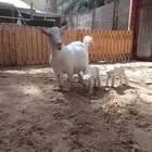 الماعز القزم