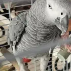 ببغاء أفريقي رمادي (كاسكو)