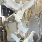 حمام فرنسي ابيض 20 جوز مفروز وجاهز