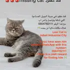 قط ضايع missing cat