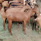 غنم دهم فاخر