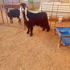 تيس عارضي طيب