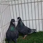 حمام صنعاني