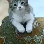 بسة للتبني