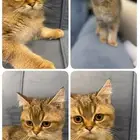 كيتن للبيع ..