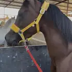 للبيع واهو او للبدل بمهره