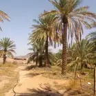 يوجد لدينا نخيل عربي مثمر جميع الأنواع كما نوصل للجميع انحا