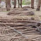 سعف نخيل جديد للبيع