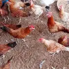 ديوك بلدي للبيع