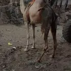 ناقة للبيع الحجرة
