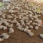 للبيع دجاج لاحم الصحه ممتازه بفضل الله