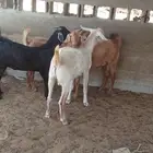 تيوس جذعان للبيع لحم وشحم وخاليه من العيوب