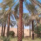 نخل واشنطني وعربي وخلاص صقعي سكري برحي شيشي مجدول هلالي