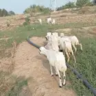 ضأن للبيع العدد 9 سليمه ولا فيه اي شي