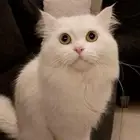 قط ابيض ذكر للتنَبني في جدة