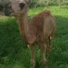 قعود العمر شهرين ونص
