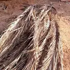 زبايناالكرام يوجدلديناجريد اومايسمابسعف نخل قص جديد
