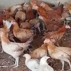 دجاج بلدي بشاير