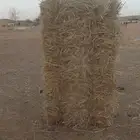 تبن قمح ناعم