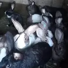 ارانب للبيع العداد 25 الا 30 صقار وكبار