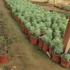 شتلات عطريات