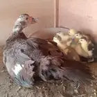 القنفدة القوز