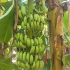 مزراعة موز للتقبيل